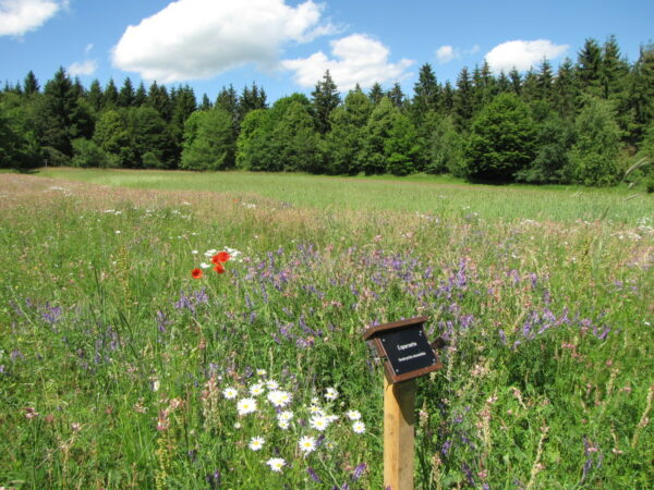 MÜNSINGEN: Naturreservat Beutenlay – Bild 4