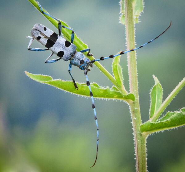 SCHWÄBISCHE ALB: Naturbeobachtung im Biosphärengebiet – Bild 3
