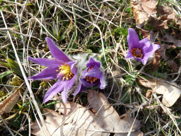 MÜNSINGEN: Naturreservat Beutenlay – Bild 6