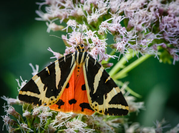MÜNSINGEN: Naturreservat Beutenlay – Bild 8
